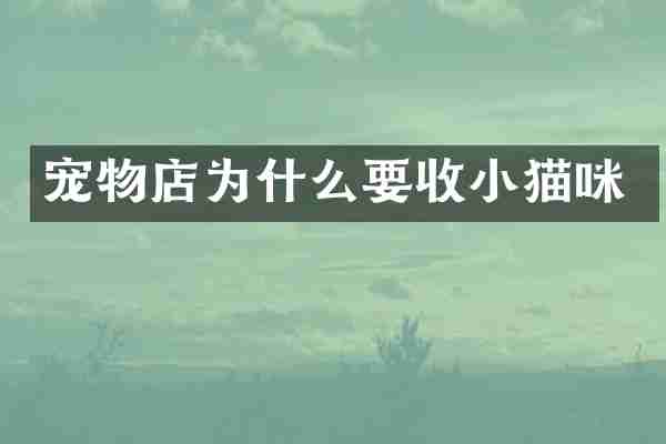 宠物店为什么要收小猫咪