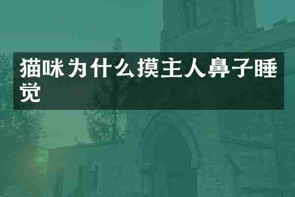 猫咪为什么摸主人鼻子睡觉