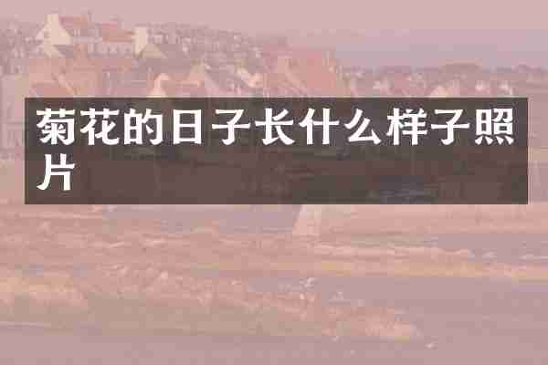 菊花的日子长什么样子照片