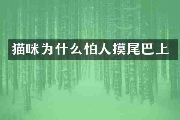 猫咪为什么怕人摸尾巴上