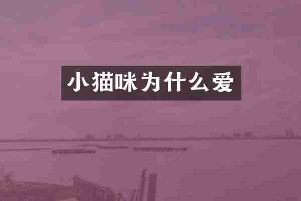 小猫咪为什么爱
