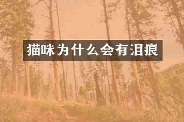 猫咪为什么会有泪痕