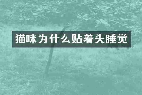 猫咪为什么贴着头睡觉