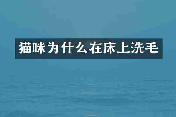 猫咪为什么在床上洗毛