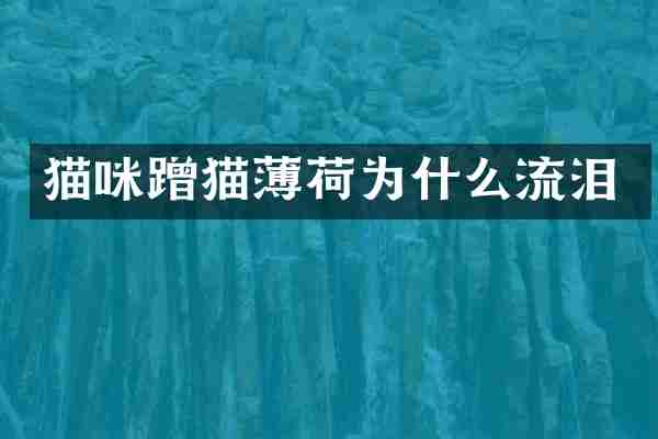 猫咪蹭猫薄荷为什么流泪