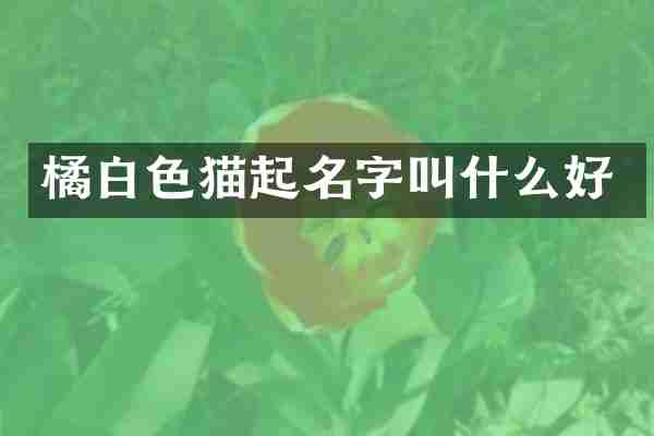 橘白色猫起名字叫什么好