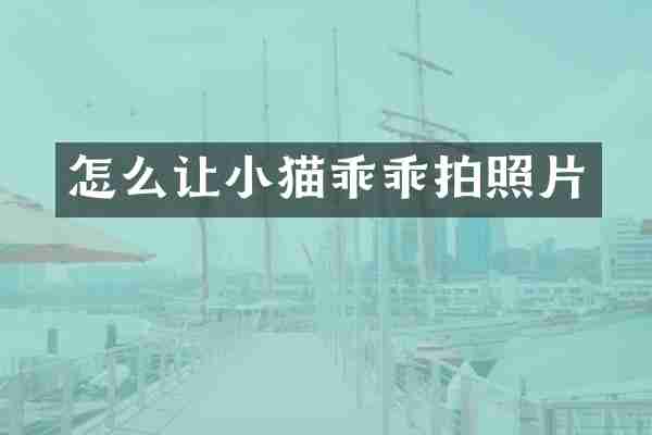 怎么让小猫乖乖拍照片