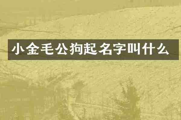 小金毛公狗起名字叫什么
