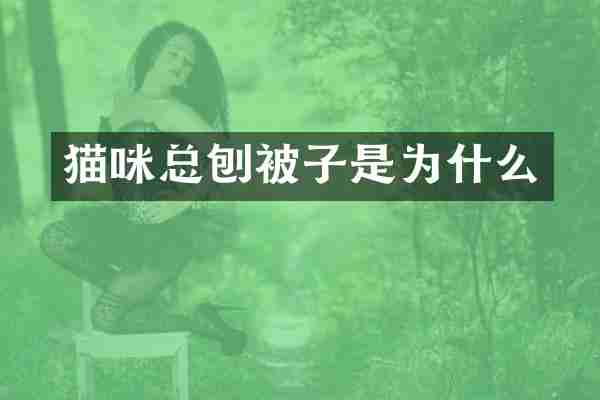 猫咪总刨被子是为什么