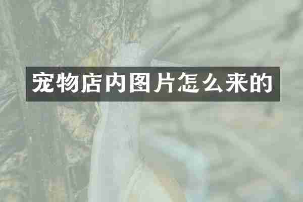 宠物店内图片怎么来的