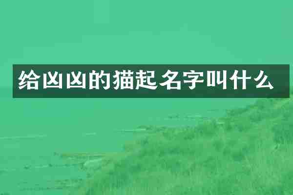 给凶凶的猫起名字叫什么