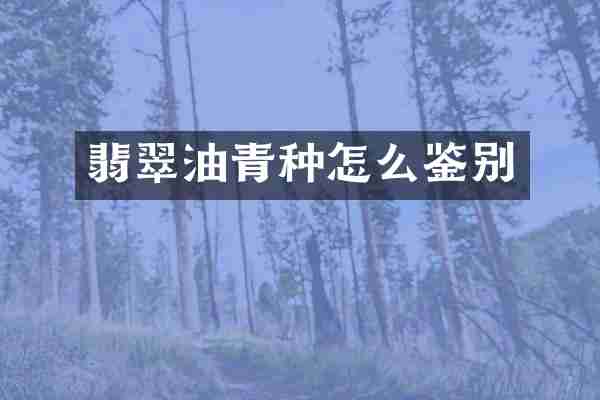 翡翠油青种怎么鉴别