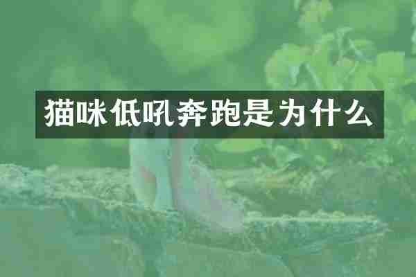 猫咪低吼奔跑是为什么
