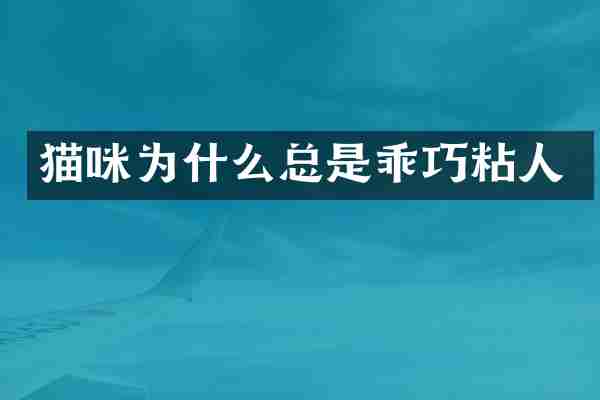 猫咪为什么总是乖巧粘人