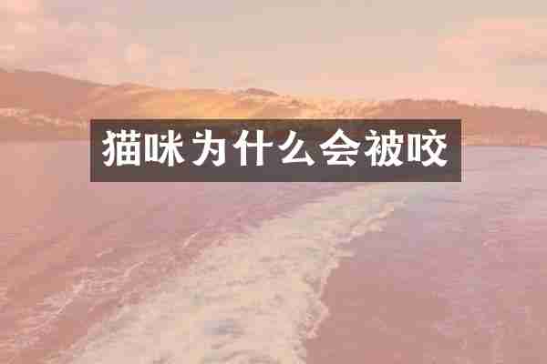 猫咪为什么会被咬