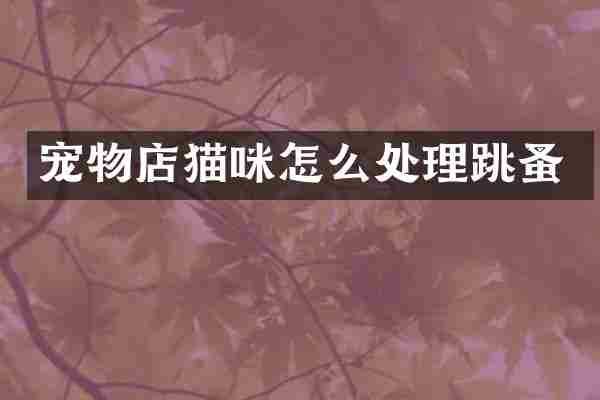 宠物店猫咪怎么处理跳蚤