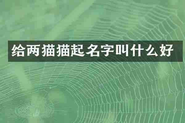 给两猫猫起名字叫什么好