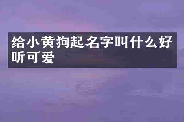 给小黄狗起名字叫什么好听可爱