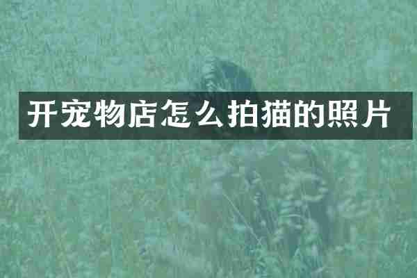 开宠物店怎么拍猫的照片