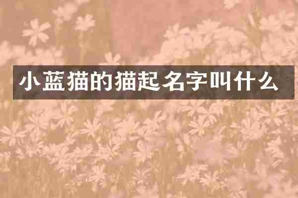 小蓝猫的猫起名字叫什么