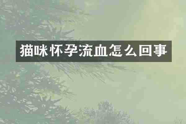 猫咪怀孕流血怎么回事