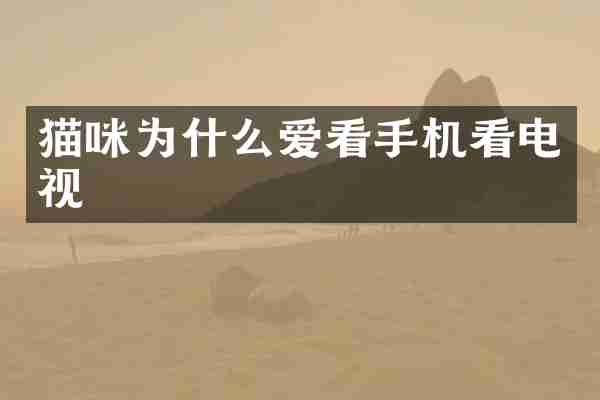 猫咪为什么爱看手机看电视