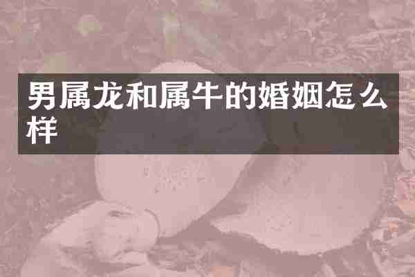 男属龙和属牛的婚姻怎么样