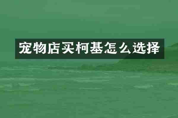 宠物店买柯基怎么选择