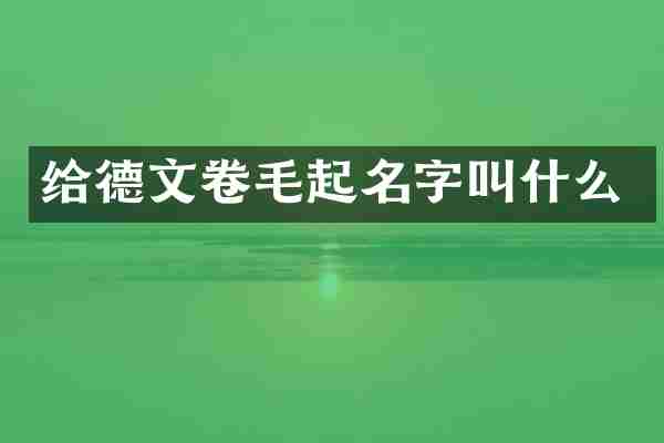 给德文卷毛起名字叫什么