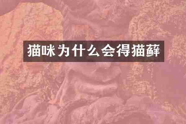 猫咪为什么会得猫藓