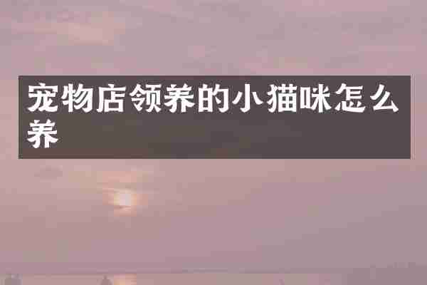 宠物店领养的小猫咪怎么养