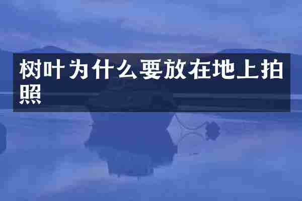 树叶为什么要放在地上拍照