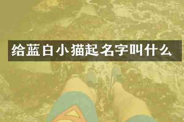 给蓝白小猫起名字叫什么