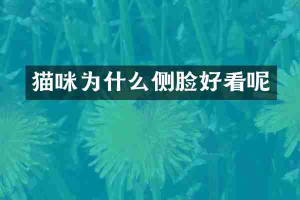 猫咪为什么侧脸好看呢
