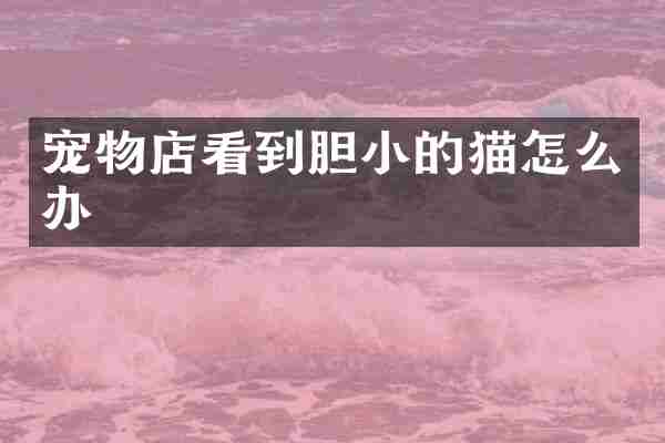 宠物店看到胆小的猫怎么办