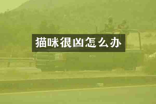 猫咪很凶怎么办