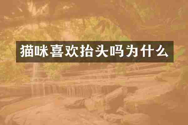猫咪喜欢抬头吗为什么
