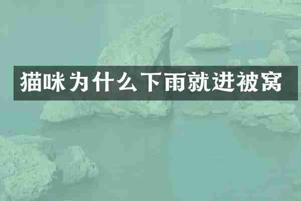 猫咪为什么下雨就进被窝
