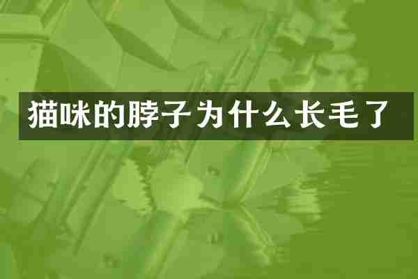 猫咪的脖子为什么长毛了