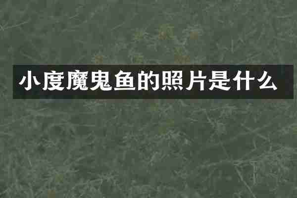 小度魔鬼鱼的照片是什么