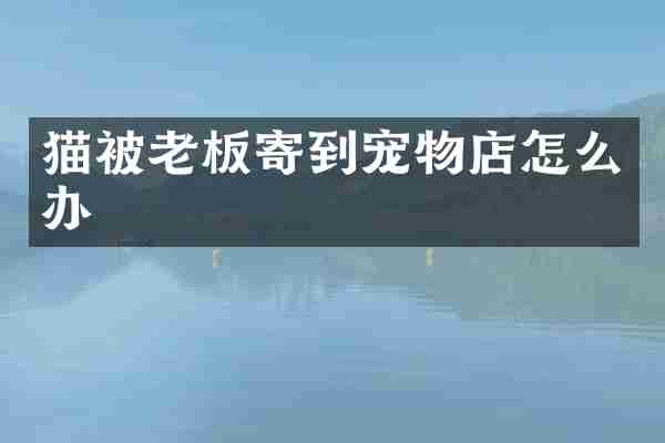 猫被老板寄到宠物店怎么办