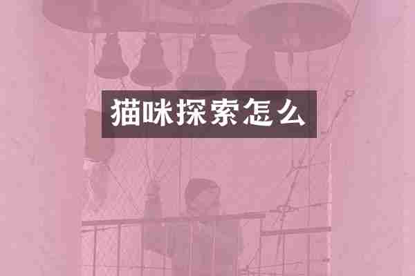 猫咪探索怎么