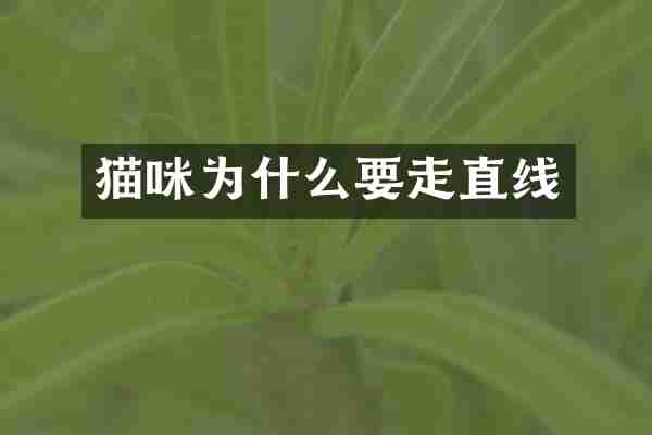 猫咪为什么要走直线