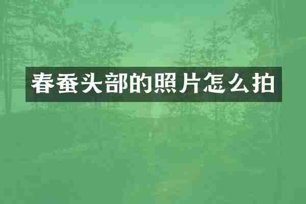 春蚕头部的照片怎么拍
