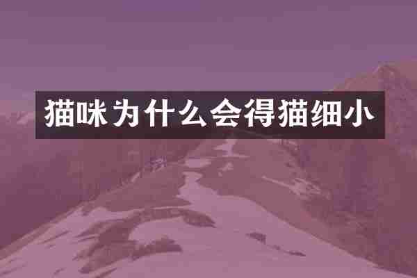 猫咪为什么会得猫细小