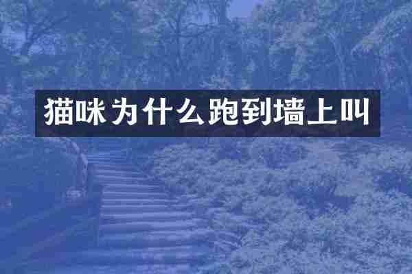 猫咪为什么跑到墙上叫