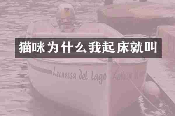 猫咪为什么我起床就叫