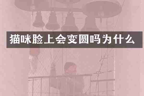 猫咪脸上会变圆吗为什么