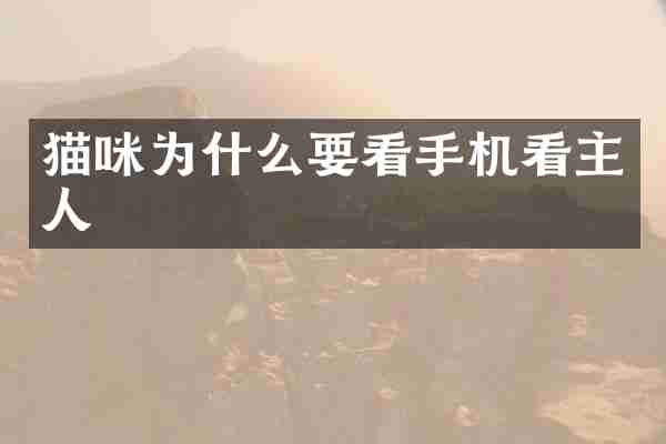 猫咪为什么要看手机看主人
