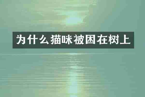 为什么猫咪被困在树上